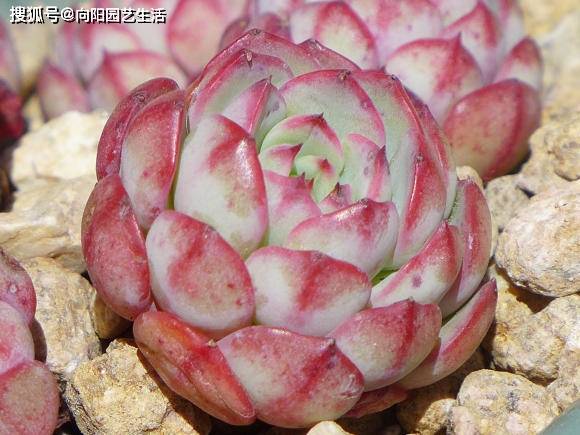 多肉怎么养根快又好 abfb800478c642259689f94a1d3b0582.jpeg