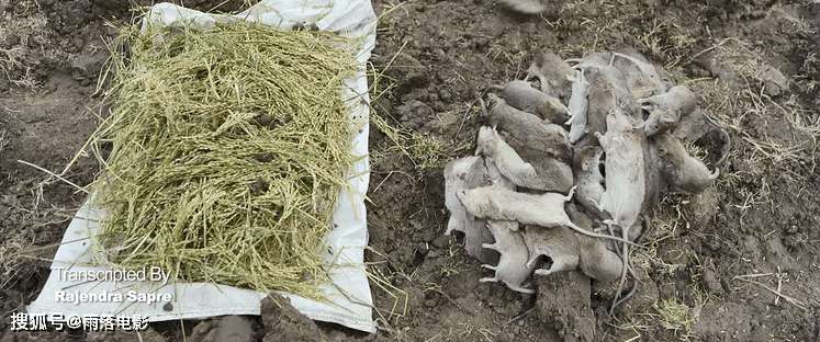 因为|印度这部神片，一锤砸烂一大片