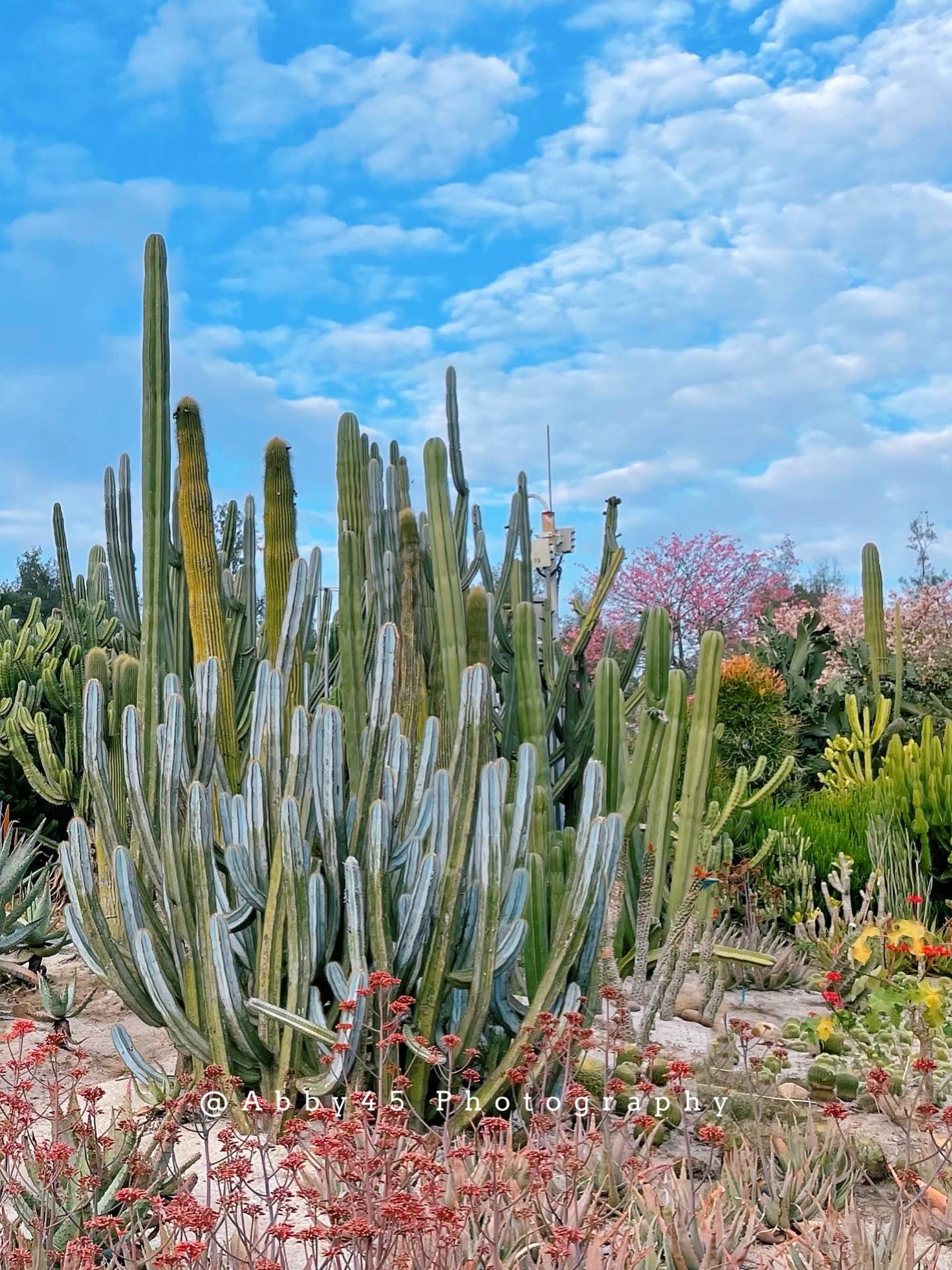 植物园|《锋味》节目取景的厦门植物园，太适合冬日游玩了，提前感受春天