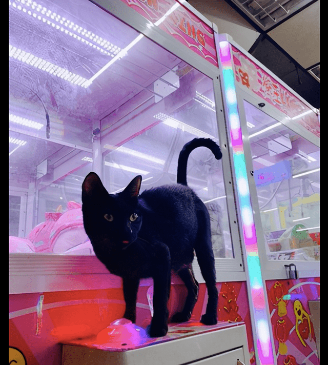 流浪猫在娃娃机里生产 大家守护秘密2个月 老板的做法让人称赞 网友 小猫 猫咪 流浪猫在娃娃机里生产 大家守护秘密2个月 老板的做法让人称赞 网友 小猫 猫咪