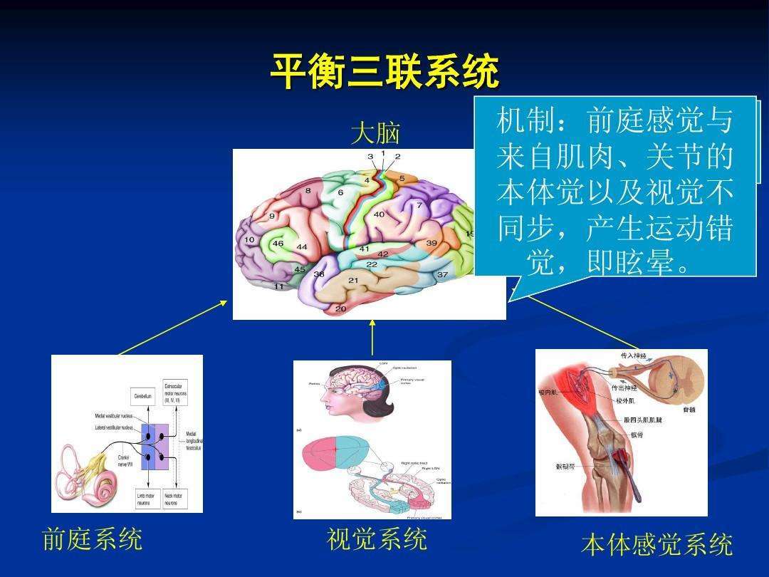 而这三个系统又与小脑和大脑皮质有着广泛的联系,如果其中任何