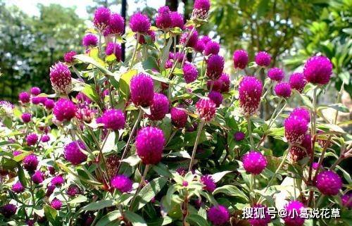 4種爆花王,8月養一盆,花開滿枝頭,是陽臺盆栽佳品_開花_花卉_漂亮