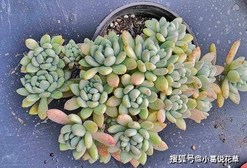 3种香香多肉,好养颜值高,易爆崽长成群生小老桩,值得拥有!