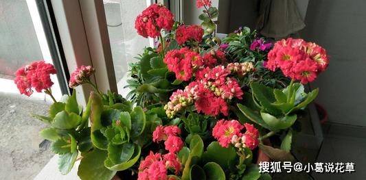 什么是花卉什么也是花卉 cdc3fcf3b8f946709451ba53ce359c08.jpeg