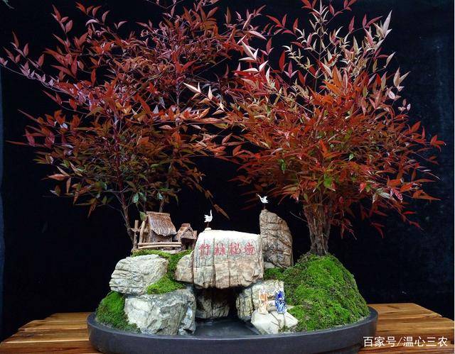 南天竹一直不结果 找到方法才能养好 红红火火真喜庆 植物 原因 光照