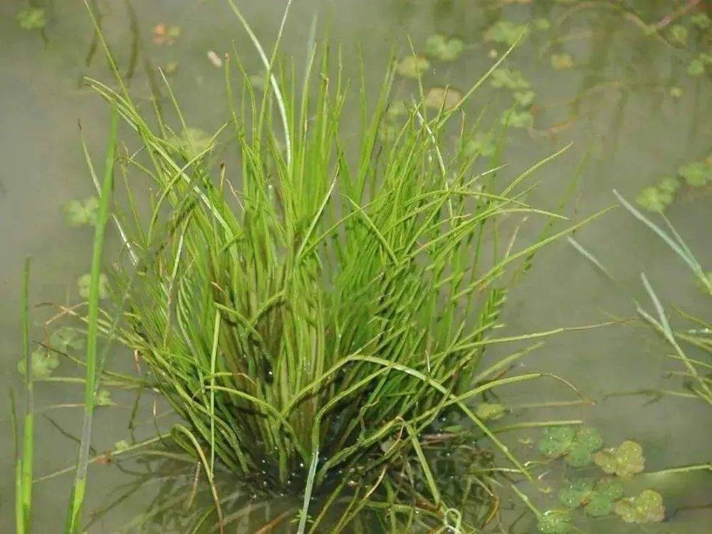 原创这种韭菜你或许见过生长在水中目前已濒危若遇到请保护