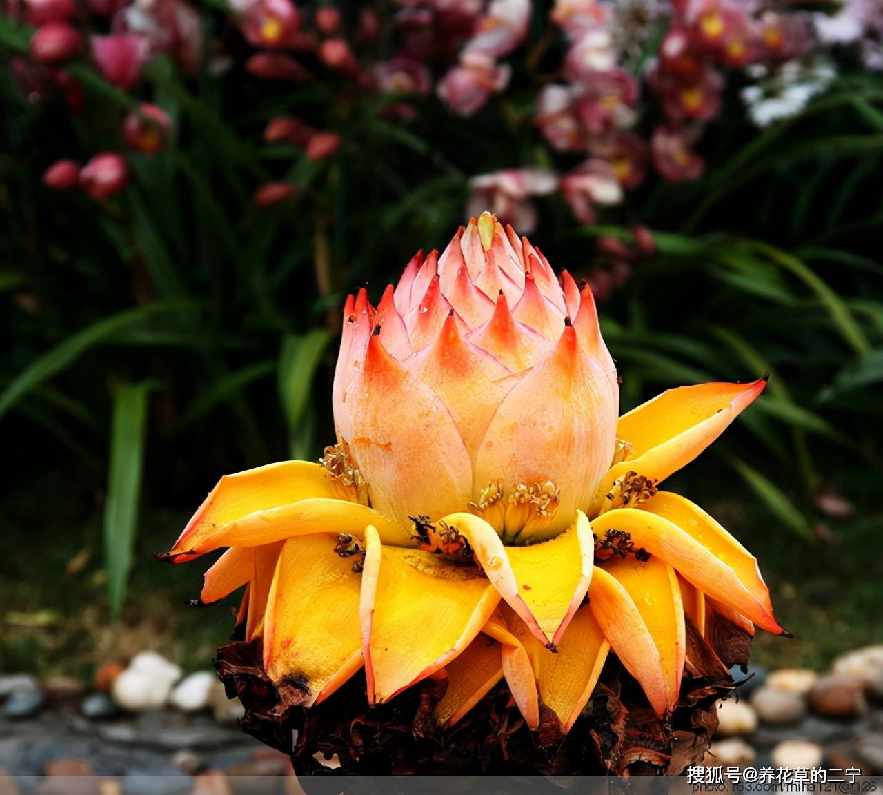 金色"大莲花"好看还好吃,"巨大神秘"的花,你肯定没见过_金莲_花卉