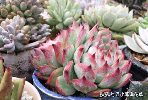 多肉怎么叶片肥厚 3cba6c6129564b9287e0d4e744ceefd4.jpeg