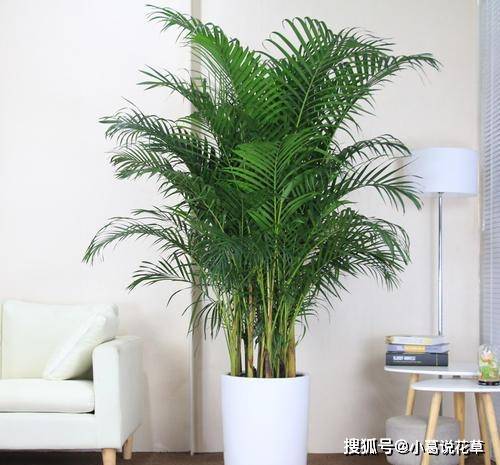 室内养什么植物对人身体好 89004bc0cd3144b2900bbfb43886267b.jpeg