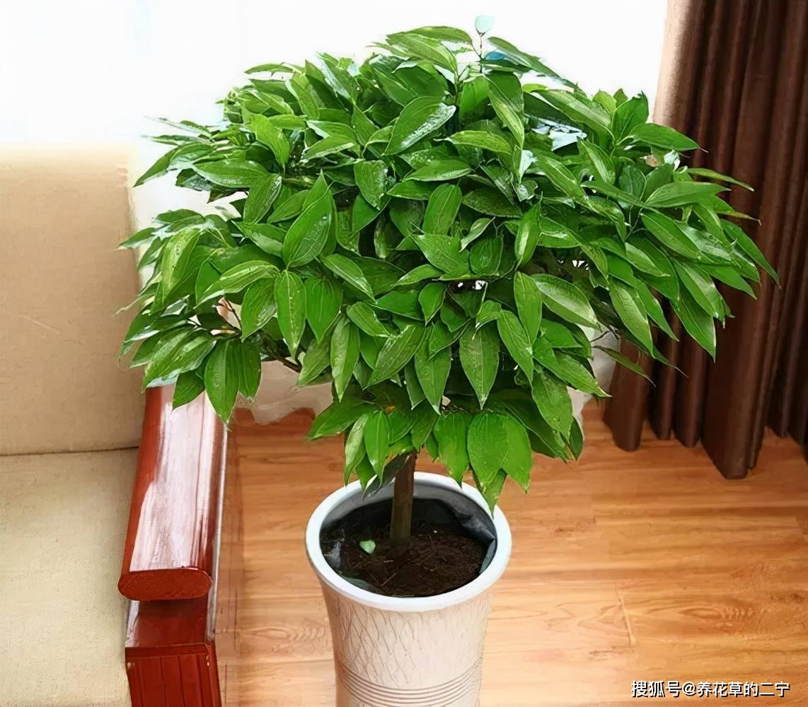 客厅见树子孙一直富盆栽8大树随便选一种招财又旺宅