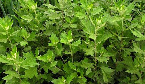 抓地草功能 c341fa5f55054d4d87e069e4d9f78739.jpeg