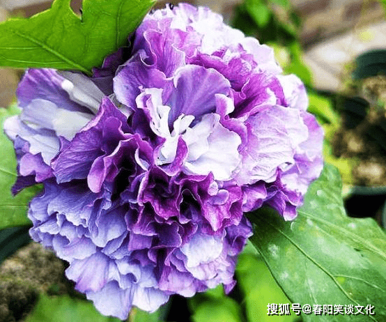 未来十天 木槿花开 与前任回首再相爱 缘分相助 余生不离不弃 恋人 狮子座 爱情