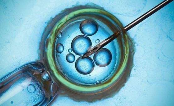 中美|中美科学家进行“人猴杂交胚胎”实验，20天后，为何要销毁？