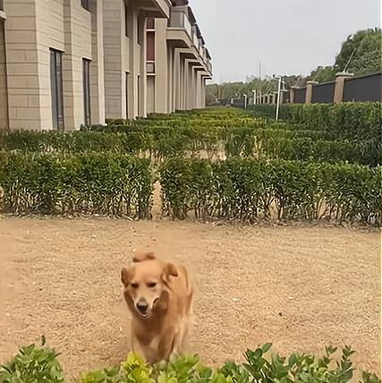 对比江苏金毛与柯基百米跨栏奔向主人，对比强烈乐翻网友：原来还有一只