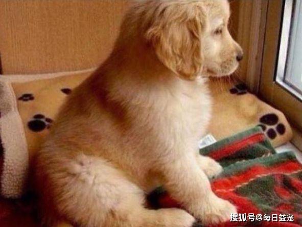 怎么看小狗是不是金毛 54f17fd4b2fd4475ab979aa250718ed5.jpeg