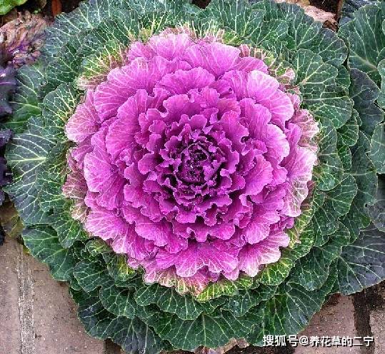 羽衣甘蓝粉哪个品牌好 84b4474ffce04e829cfff1a2ab4781ef.jpeg