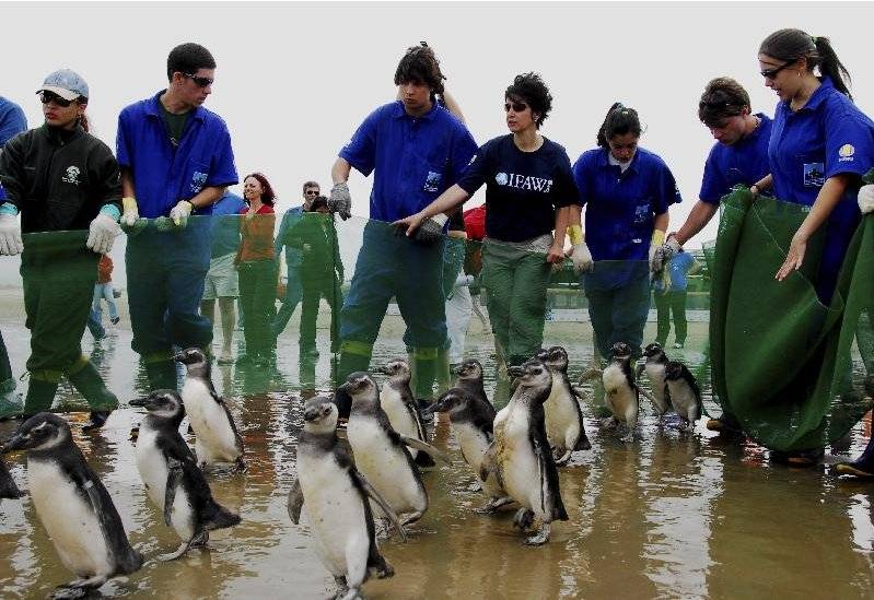 雄企鹅不愿“女士优先”，大量雌企鹅跑到巴西悲惨死去！