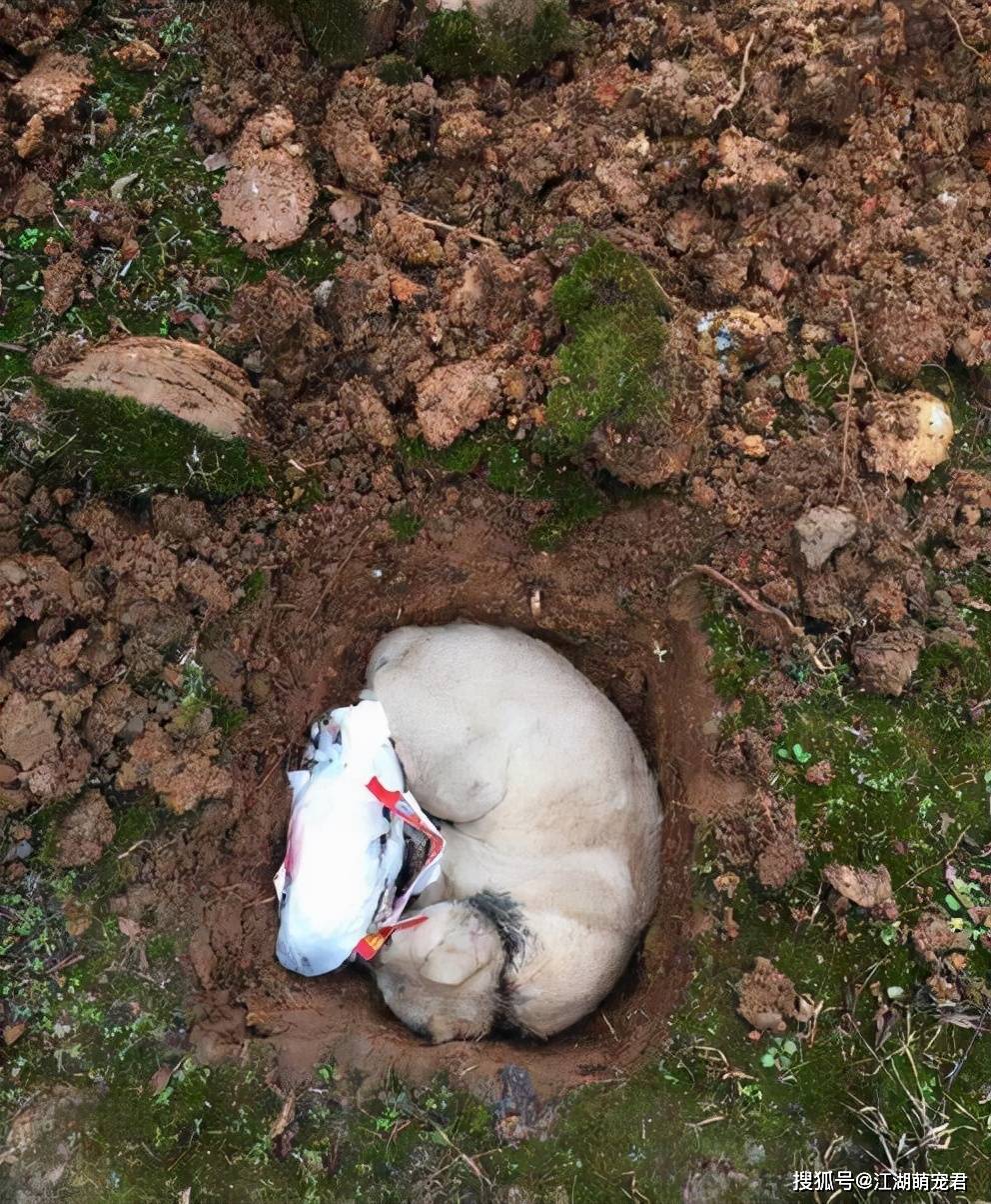 猫咪死后不能埋,铲屎官应该要知道_尸体_动物_土里