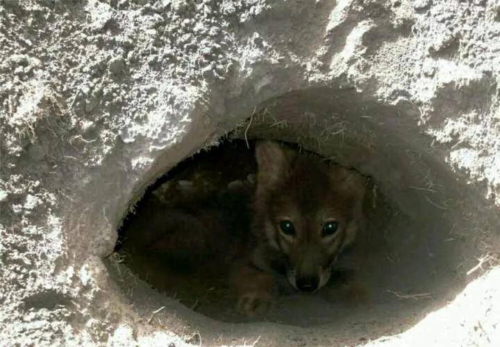 观 重返狼群 ,记录美女李微漪和狼王格林,十一年的人狼之恋