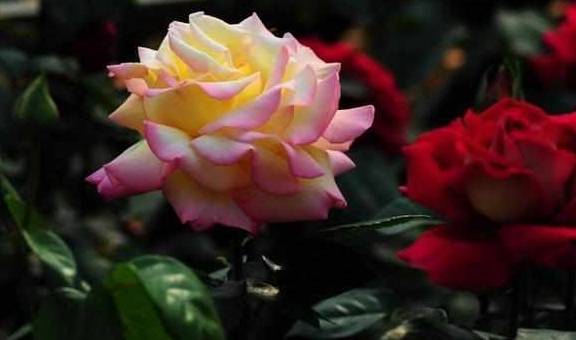 月季花有虫害怎么办 840a1d0886d248babd38f3165c986e1a.jpeg
