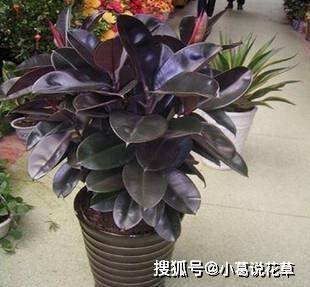 室内大型花卉的图片 8802ee8e428d44299c7638a1a99a9ec3.jpeg