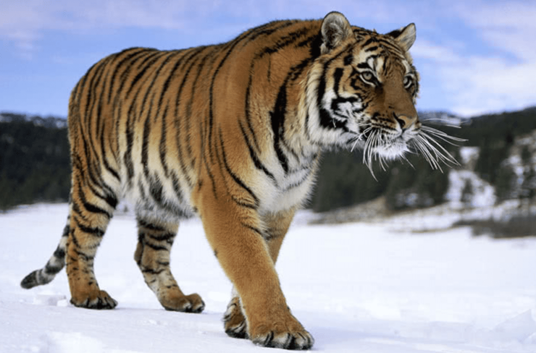 什么动物能打得过老虎 14a89d2ec7b649b8bf2ec2991c1c291b.png