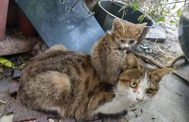 流浪母猫背着幼猫求助人 医生建议做安乐 女孩的举动却很难得 小猫 猫咪 善心