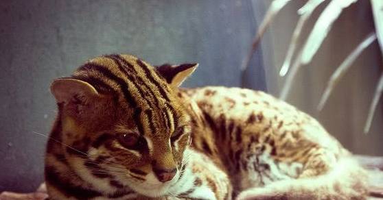异国最适合男生养的5种猫，有了它们还要啥女朋友？告别吃狗粮！