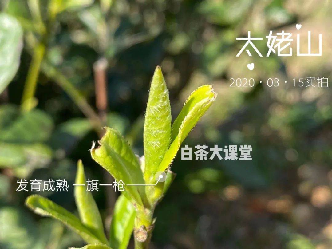 因为|花多少钱买白毫银针才合适？超过千元买一斤新茶的我，是不是亏了