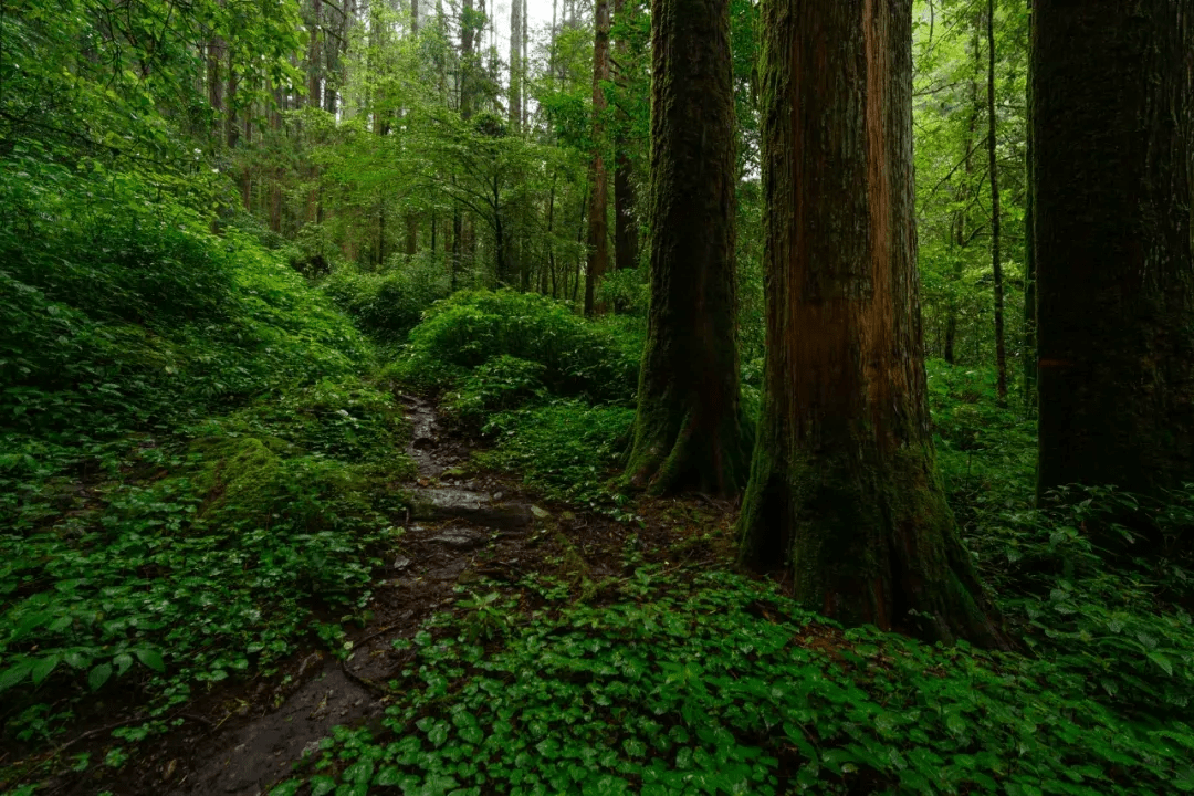 森林|探秘高黎贡山