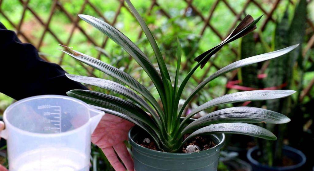 花卉盆栽植物批发