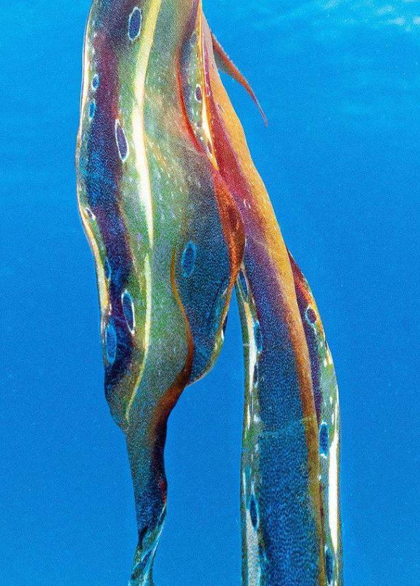 原创海中漫舞大堡礁喜见世界最稀有奇景之一毯子章鱼