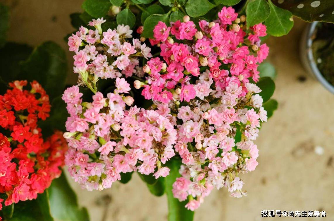 这些都能当肥料 给花来一点 就是长得好 养分 液肥 底肥