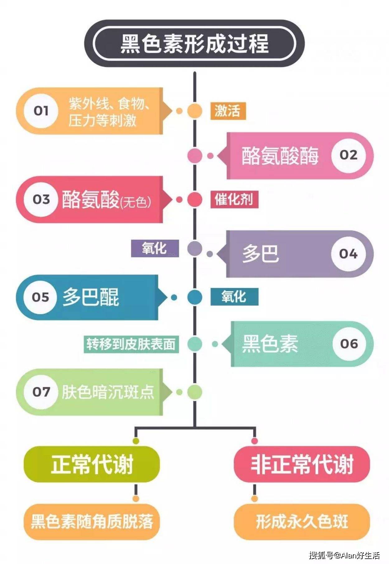 母细胞你真的知道皮肤是怎么变黑的吗？看完以后你的美白会更高效