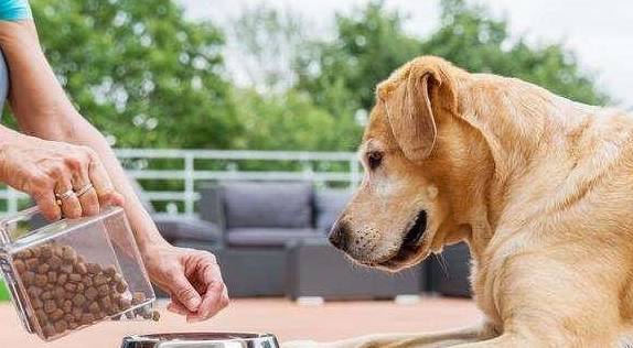 狗为啥喜欢咬纸 20c59aa1661c434490eb6c85bc99cea3.jpeg