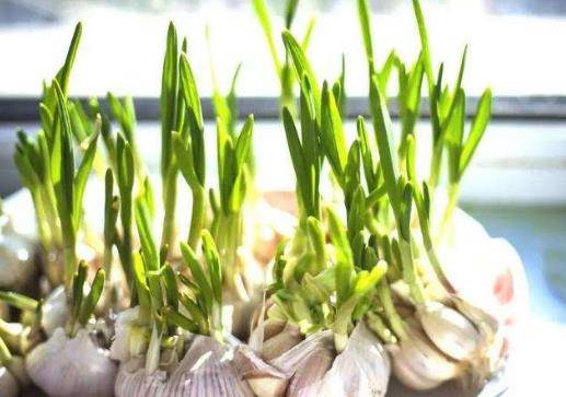 蒜头怎么发蒜苗 4bf4da3ba7844abb9eae2d7943916516.jpeg