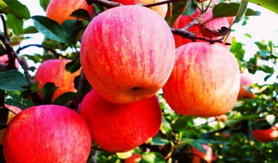 苹果怎么吃可以养胃 1125f7a333f6451b9d1ce7ade04f5b50.jpeg