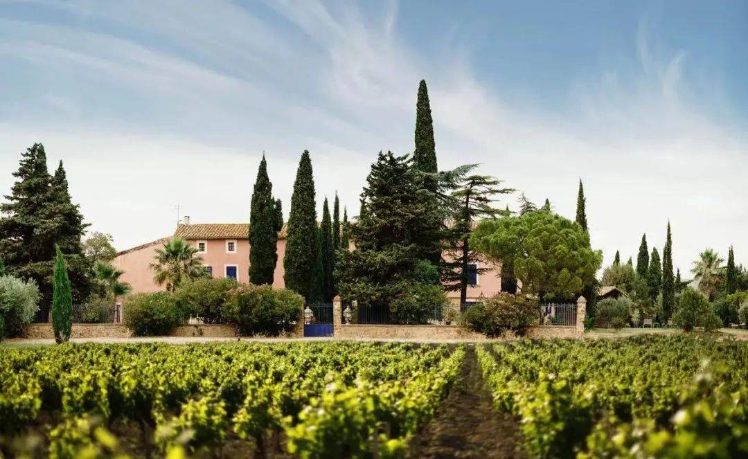 法国酒庄数量十年减少11000余家_影响_李莉娟_因素