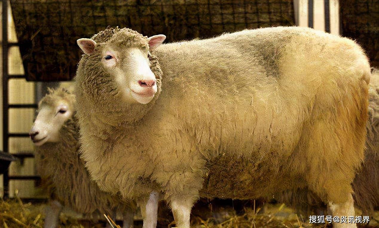 三只羊网络 9d77a02237dd4455a08844a1c54d2cf0.jpeg