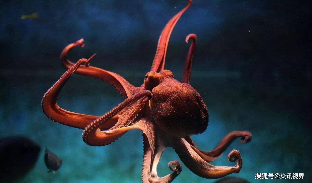 为什么章鱼能跟人做
