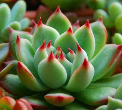 多肉怎么养才能出颜色呢 dc869556d78442bb9492347fdaf69663.jpeg