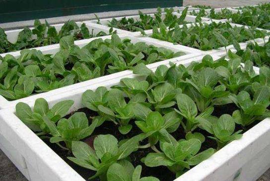 什么时间种菠菜和生菜 1dd3ec93ae2d432a82160519ac720dbd.jpeg