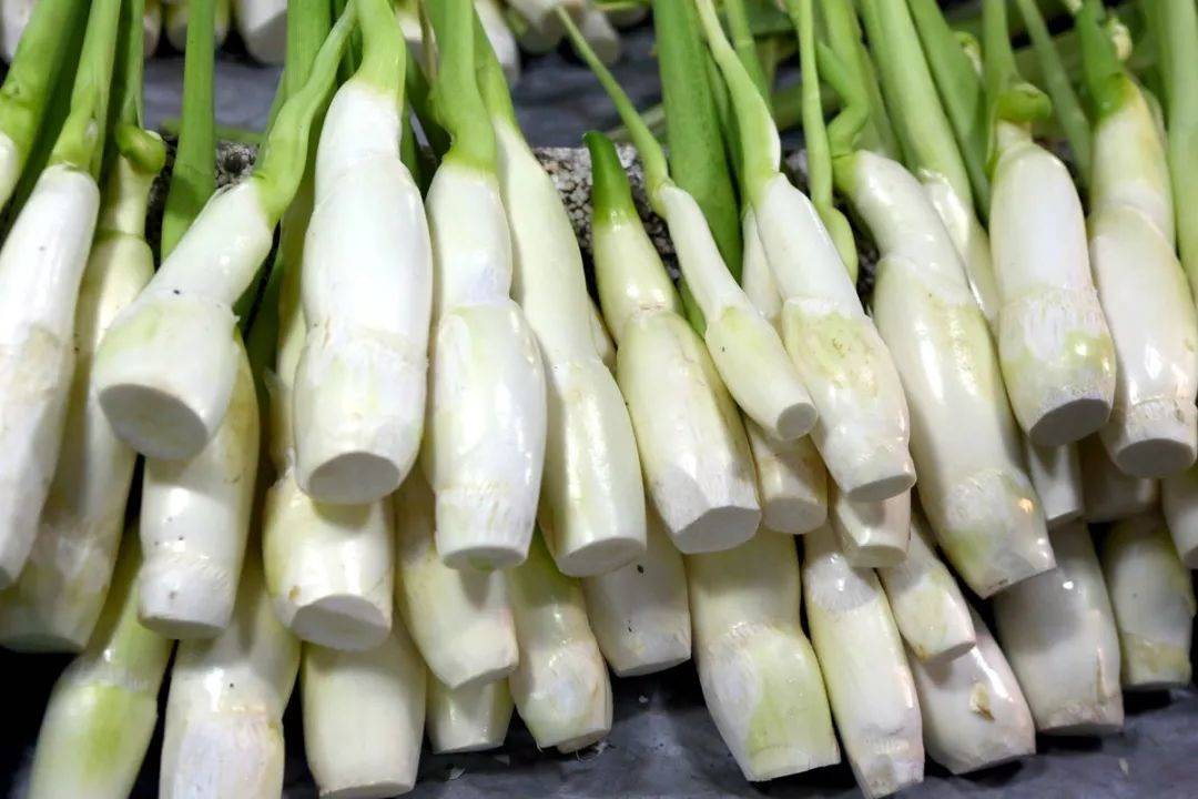 茭白黑粉菌交配型基因类型测定和功能分析——飞凡检测_孢子_株系_位