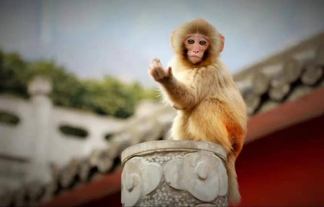 走！去猴山，赴一场与“猴子”的约会