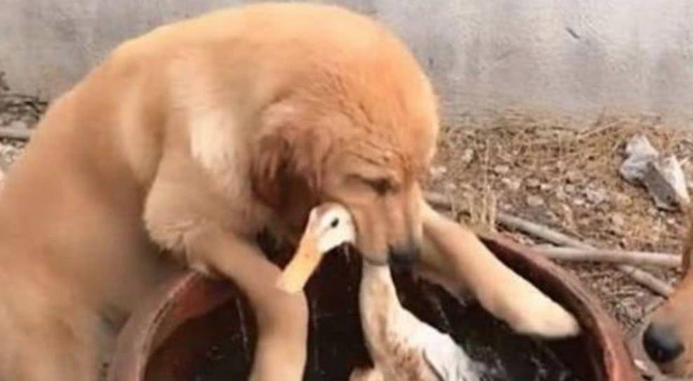 如何杀鸭子最好 909a5994fd63455783ea5bbf6c9b336f.jpeg