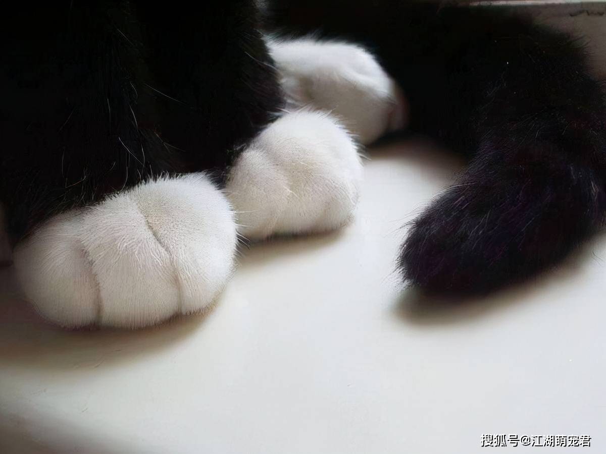 猫咪有这几种特征 说明它很 旺家 好好珍惜吧 玄猫 麒麟 象征