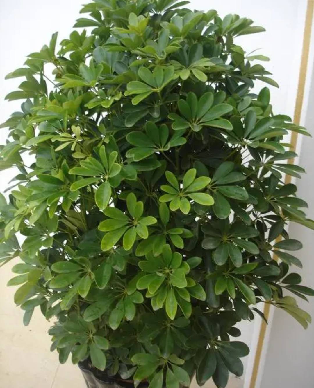 养鸭脚木,别光浇水,多做3件事,长得旺盛,叶子有光泽_植株_养分_枝叶