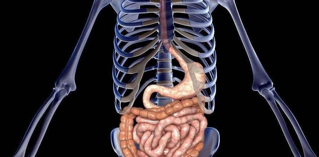 食物进入胃后多久开始消化吸收 c6c5f56a51764c96ae73a4feb45146dd.jpeg