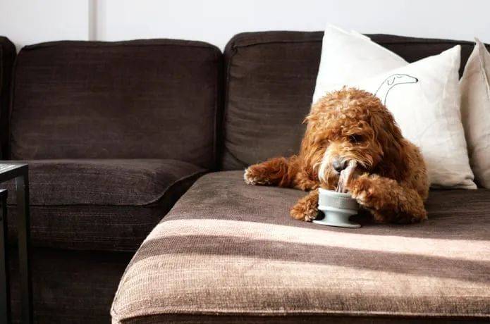 附件|忘情咀嚼，狗狗根本停不下来