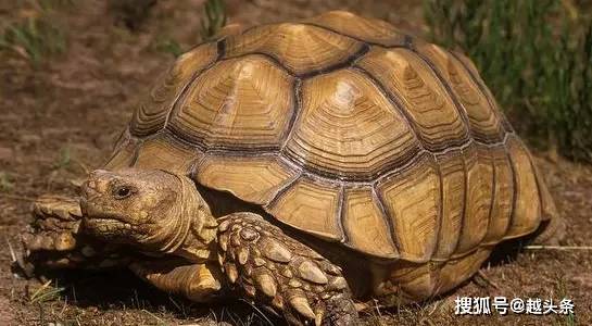 见都没见过！养那种动物当宠物！绍兴须眉，赔钱又坐牢！（有什么动物能够当宠物养）